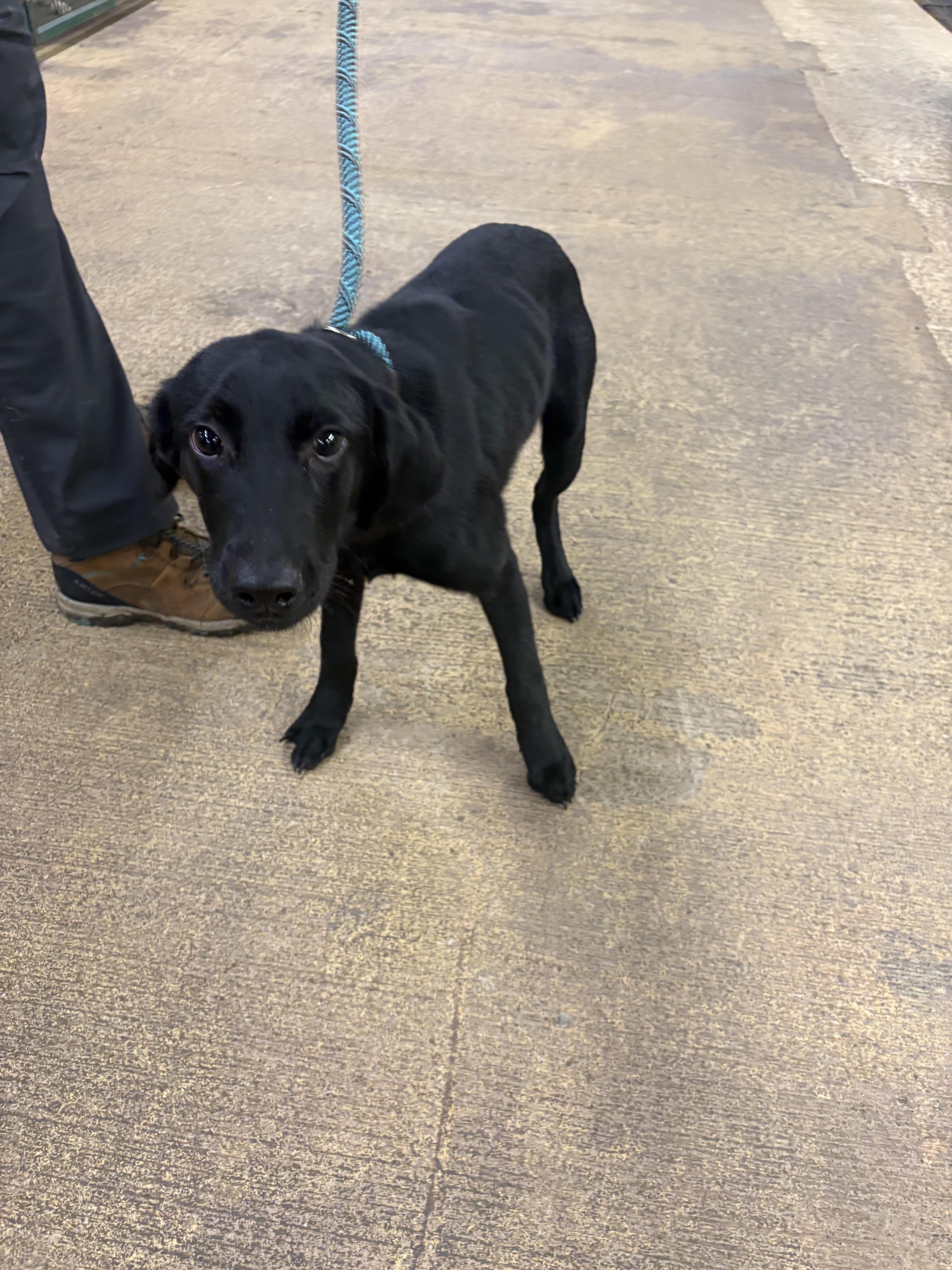 A young medium-sized male Black Labrador Retriever dog named Jack for adoption in Monticello, GA