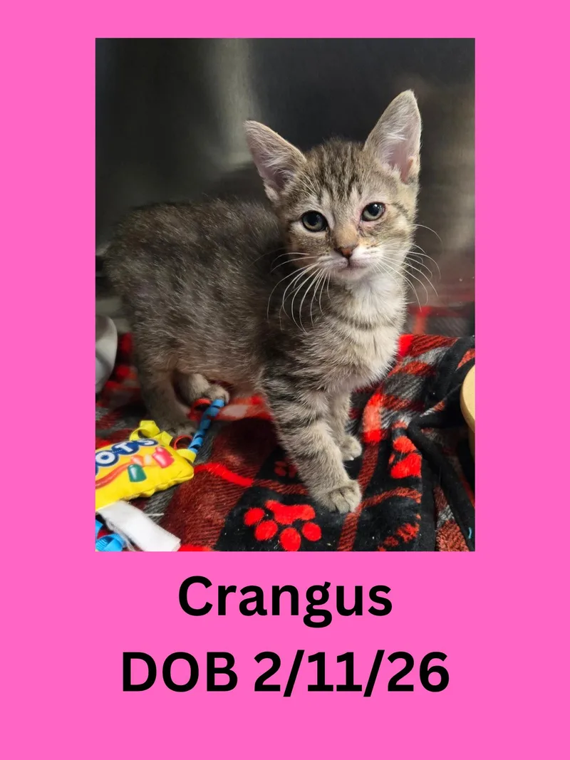 A baby small-sized female Tabby (Brown / Chocolate) Domestic Short Hair cat named Crangus for adoption in Ravenna, OH
