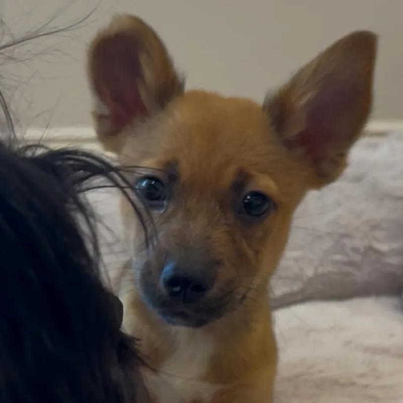 A baby small-sized male Cattle Dog dog named Bluey for adoption in Winder, GA