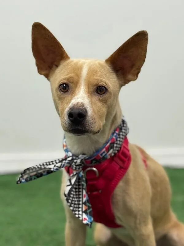 A young small-sized male Yellow / Tan / Blond / Fawn Chihuahua dog named Zats for adoption in Carlsbad, CA