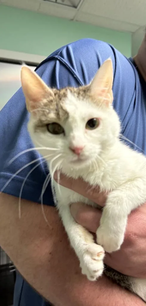 A young medium-sized female Domestic Short Hair cat named Gale for adoption in Athens, OH