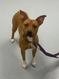 A young medium-sized female Mixed Breed dog named Glove for adoption in Saint Cloud, FL