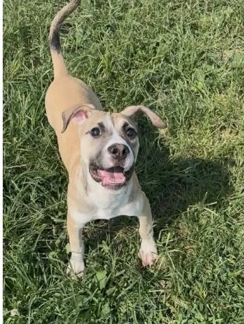 A young medium-sized female Yellow / Tan / Blond / Fawn Pit Bull Terrier dog named Lacey for adoption in Chillicothe, MO