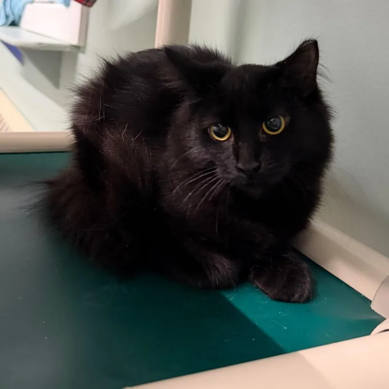 A baby small-sized female Black Domestic Short Hair cat named Rita for adoption in Pittsford, VT