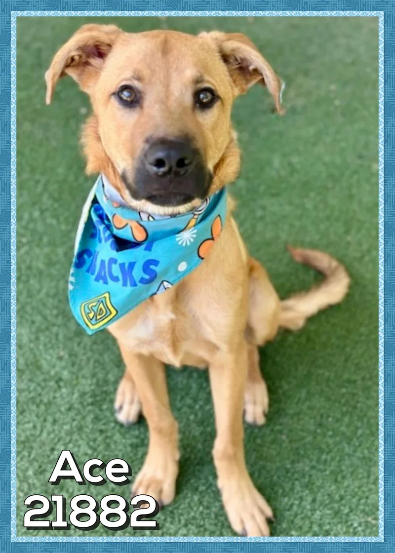 A young medium-sized male Yellow / Tan / Blond / Fawn Black Mouth Cur dog named Ace for adoption in Marietta, GA