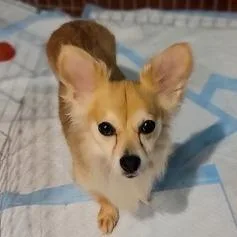Ginger thumbnail 6