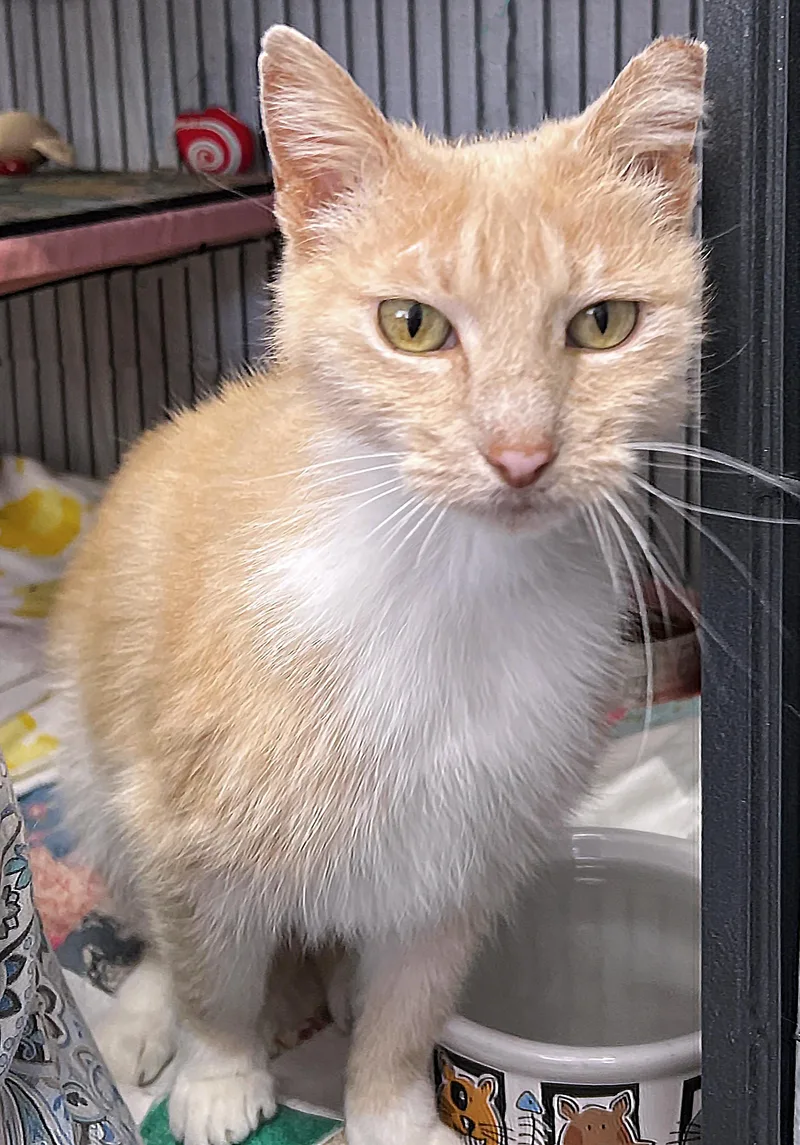 An adult medium-sized female Buff & White Domestic Short Hair cat named Mrs. Peabody for adoption in St. Louis, MO