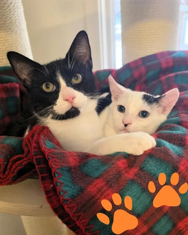 A baby small-sized male Domestic Short Hair cat named Tux for adoption in Novato, CA