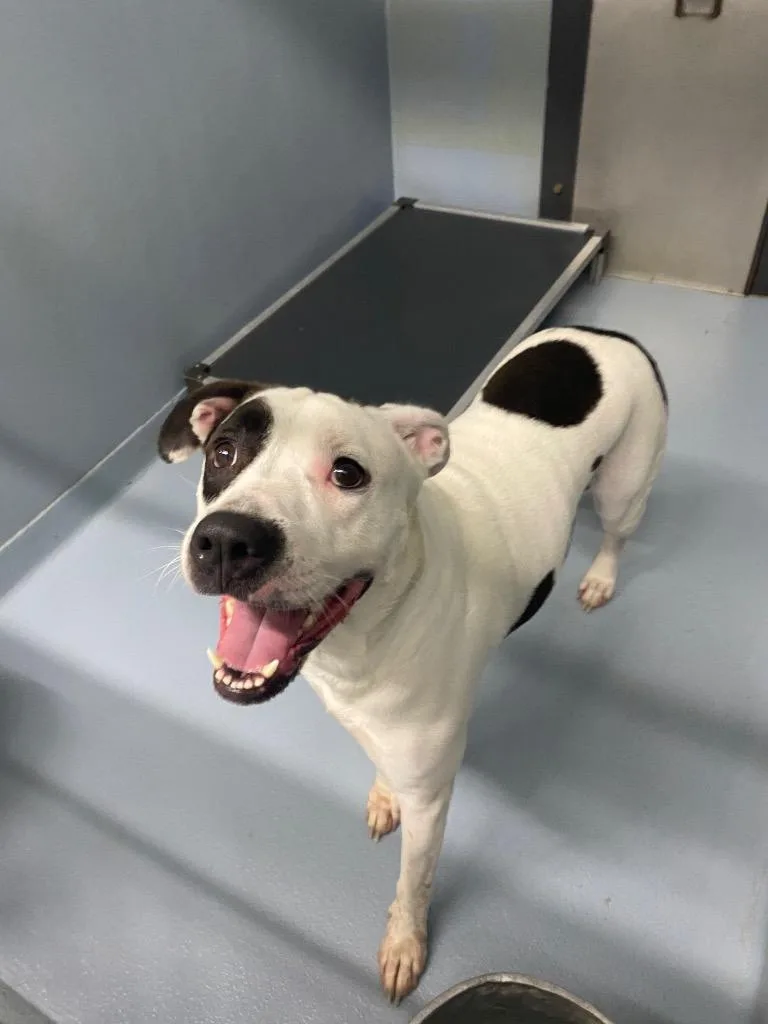 An adult large-sized male Mixed Breed dog named Casper for adoption in Cartersville , GA