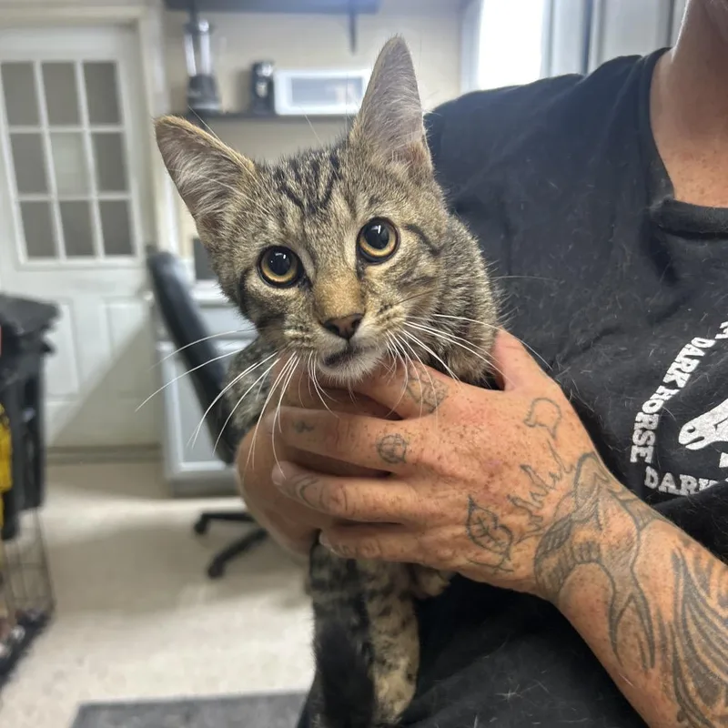 A young small-sized male Black Domestic Short Hair cat named Vlad for adoption in Lewisburg, WV