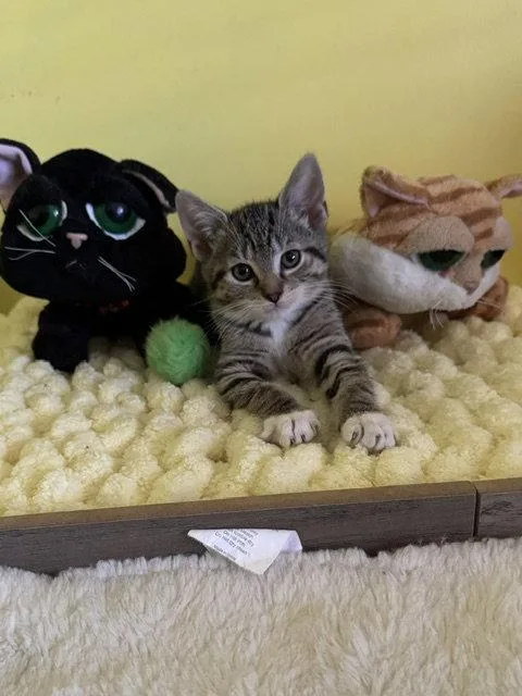 A young medium-sized female Domestic Short Hair cat named Jasmine for adoption in Rochester, NY