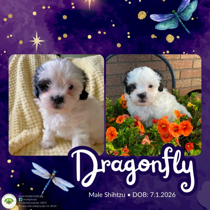 Dragonfly thumbnail 4