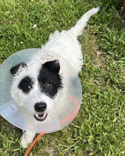 An adult medium-sized male Terrier dog named Brooks for adoption in Quakertown, PA