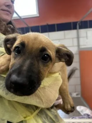 A baby medium-sized female Mixed Breed dog named Ciara for adoption in Madison, NJ