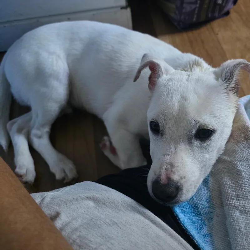 A young small-sized male White / Cream Terrier dog named Oliver for adoption in Cartersville, GA