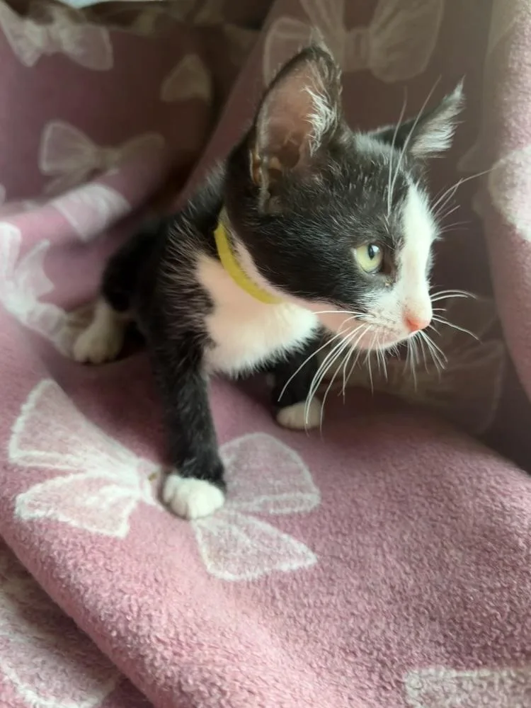 A baby small-sized female Domestic Short Hair cat named Dinky for adoption in Little Rock, AR