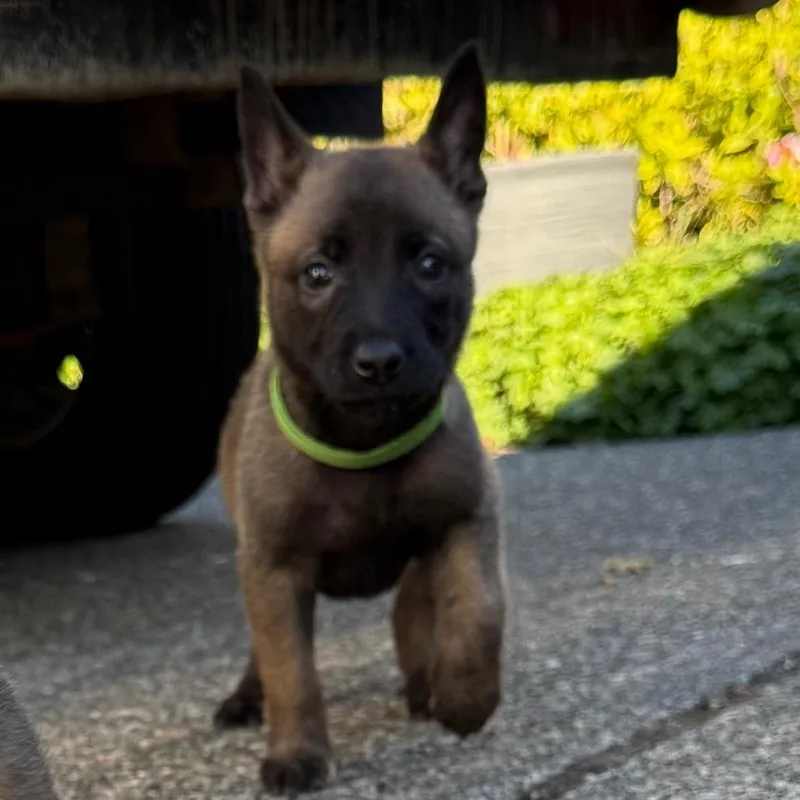 A baby small-sized female Belgian Shepherd / Malinois dog named Kiki for adoption in Tacoma, WA