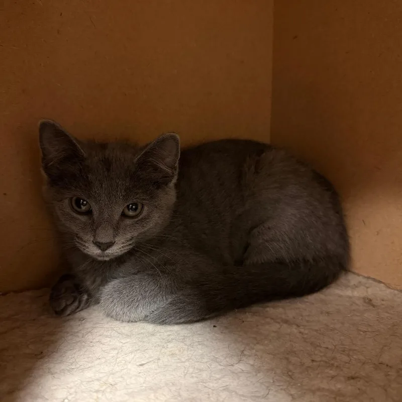 A baby small-sized female Gray / Blue / Silver Domestic Short Hair cat named Remora for adoption in South Elgin, IL
