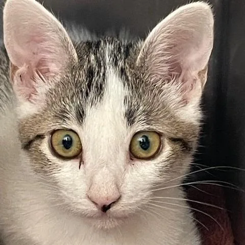 A baby small-sized female White Domestic Short Hair cat named Sprite for adoption in Hawthorne, CA