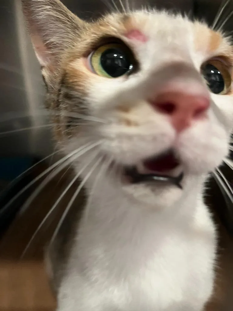 A young small-sized female Domestic Short Hair cat named Kiley for adoption in Cartersville , GA