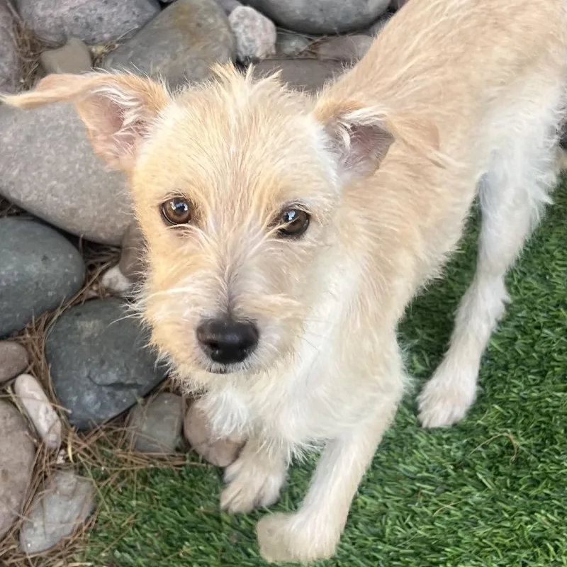 A young small-sized female Yellow / Tan / Blond / Fawn Terrier dog named Popsicle for adoption in Las Vegas, NV