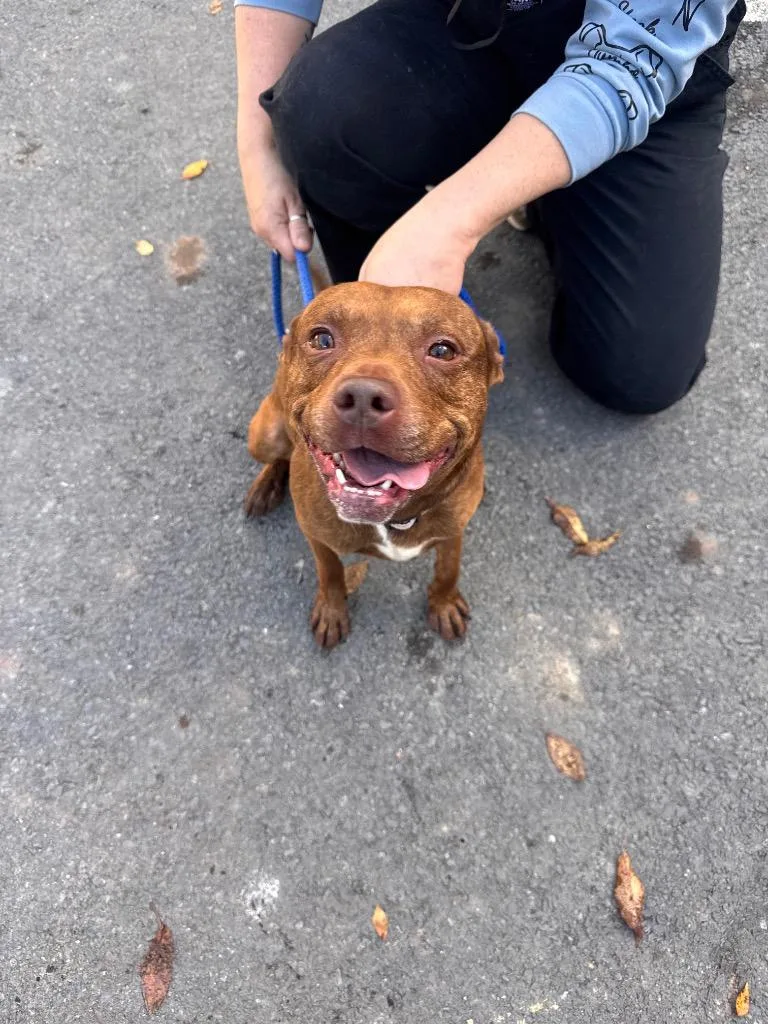 An adult medium-sized female Pit Bull Terrier dog named Grub for adoption in Pottsville, PA