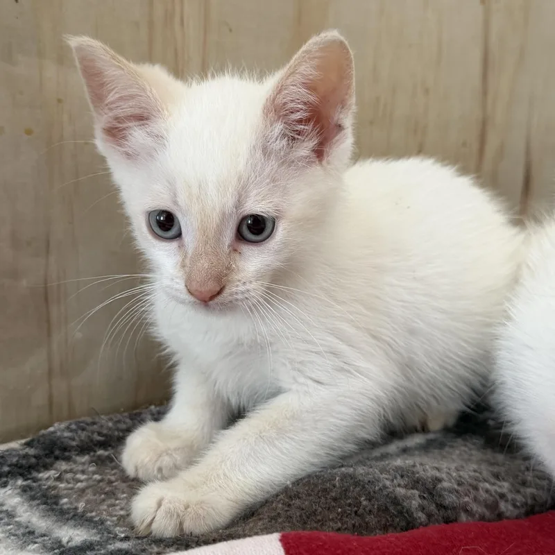 A baby medium-sized male Flame Point Domestic Short Hair cat named Coconut for adoption in jacksonville, FL