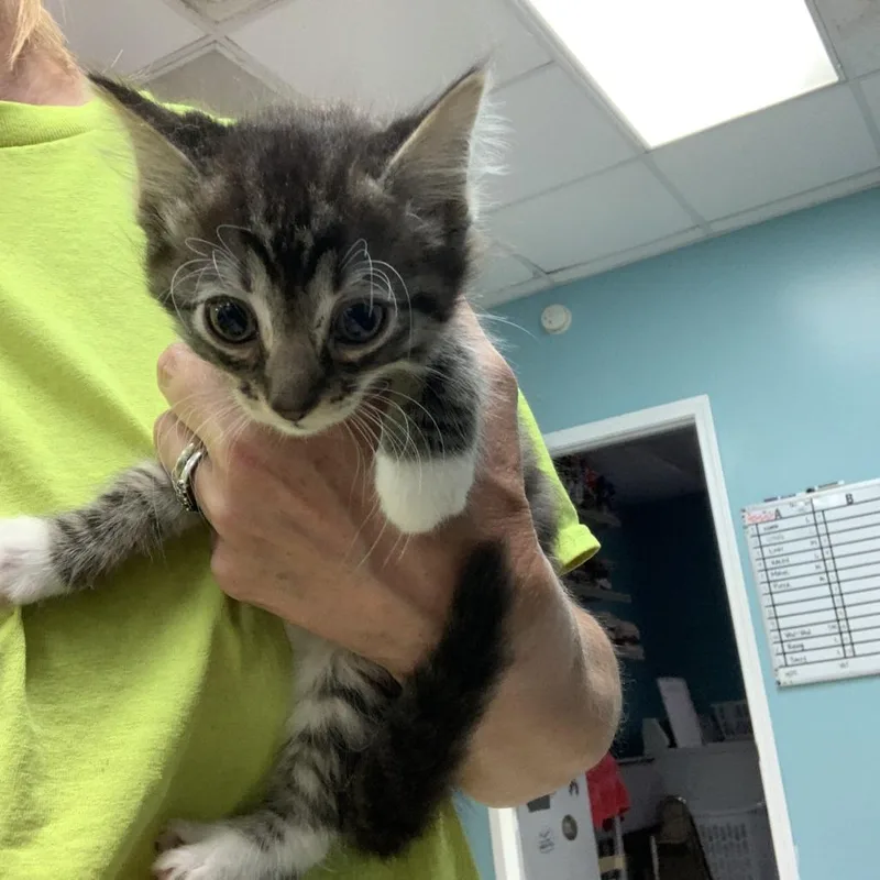 A baby small-sized female Gray / Blue / Silver Domestic Medium Hair cat named Rainbow for adoption in Fredericksburg, VA