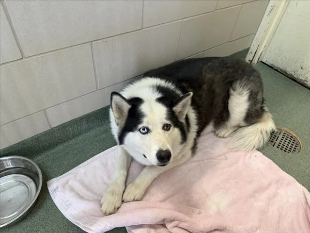 An adult large-sized female Mixed Breed dog named A for adoption in Santa Fe, NM