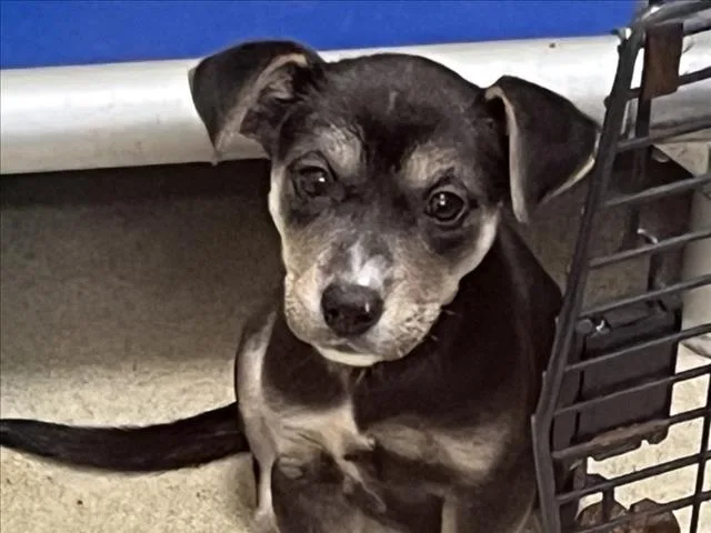 A baby small-sized female Hound dog named Pandora for adoption in Chapel Hill, NC
