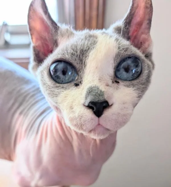 An adult small-sized female Black & White / Tuxedo Sphynx / Hairless Cat cat named Kiwi for adoption in Kenosha, WI