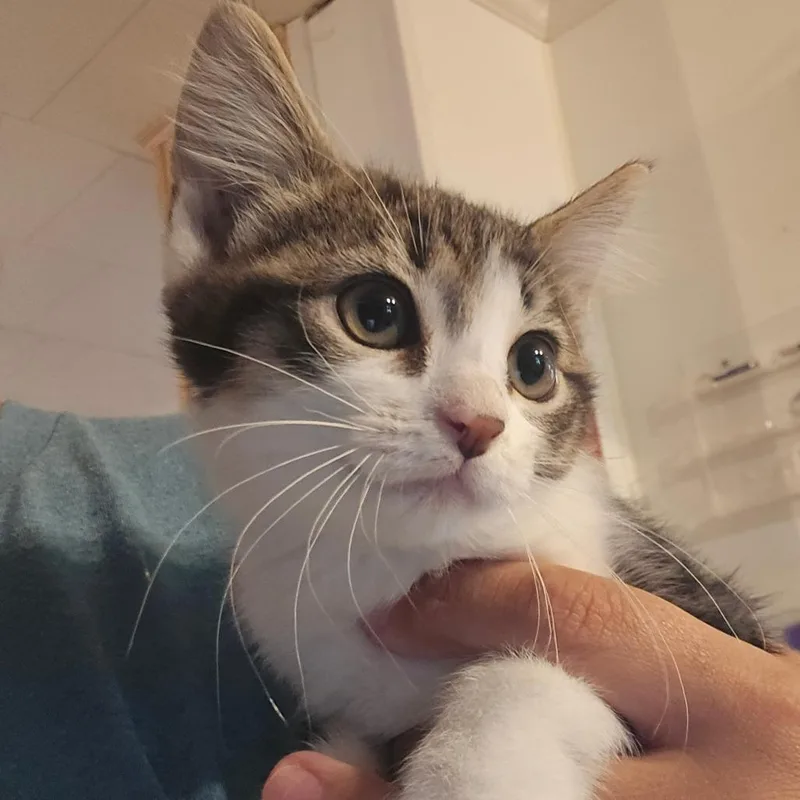 A baby small-sized female Brown / Chocolate Domestic Short Hair cat named Alice for adoption in Hanna City, IL