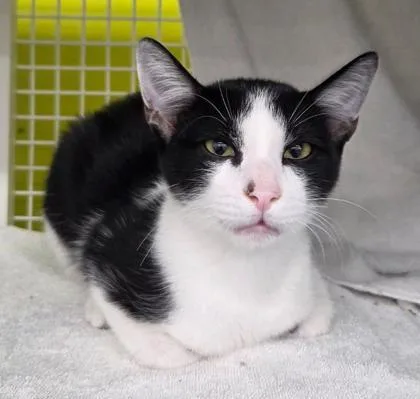 A baby medium-sized male Black Domestic Short Hair cat named Teddy for adoption in Kansas City, MO