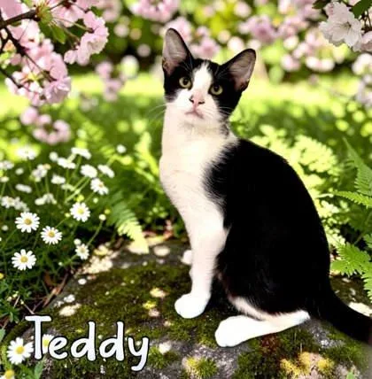 Teddy thumbnail 2