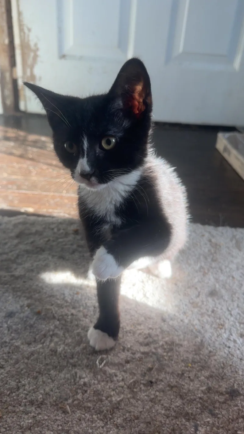 A baby small-sized female Black & White / Tuxedo Domestic Short Hair cat named Tootsie for adoption in Westville, NJ