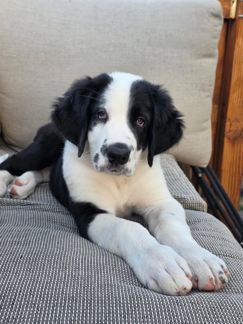A baby medium-sized male Saint Bernard dog named Notch for adoption in LEWISTON, ID