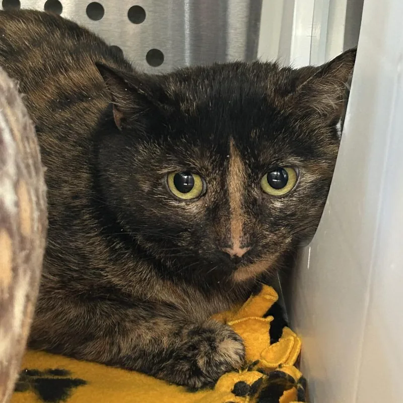 An adult medium-sized female Tortoiseshell Domestic Short Hair cat named Cinnamama New Mexico for adoption in Denver, CO