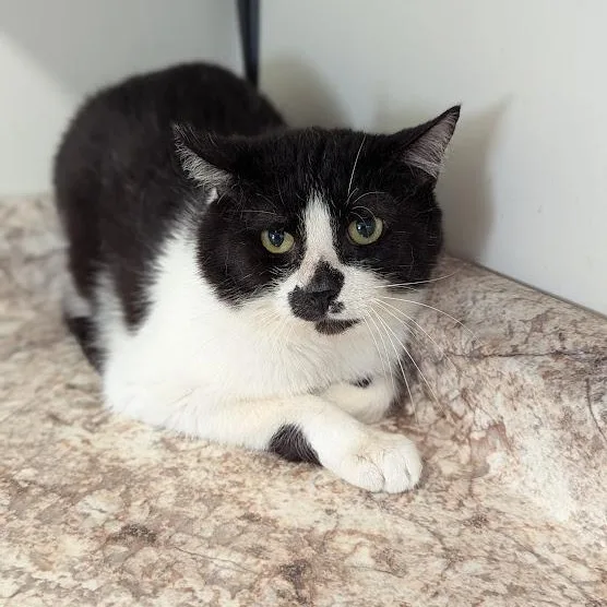 An adult medium-sized male Black Domestic Short Hair cat named Principal Prickly for adoption in Shippenville, PA