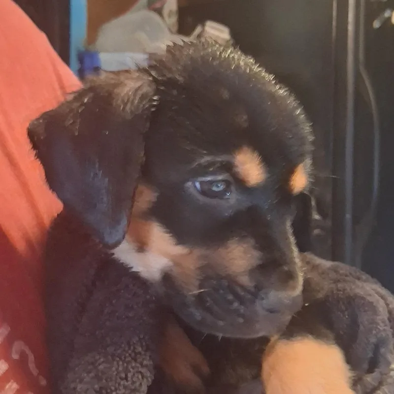 A baby small-sized male Black Hound dog named Bingo for adoption in Corpus Christi, TX
