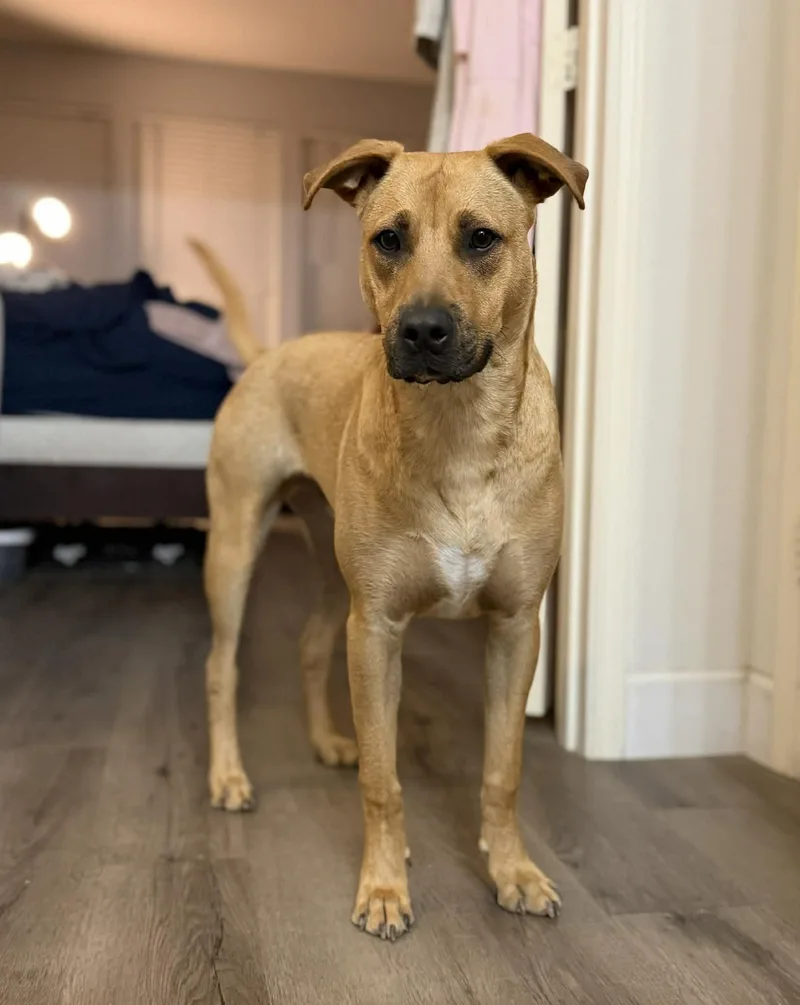 Van The Man! thumbnail 2