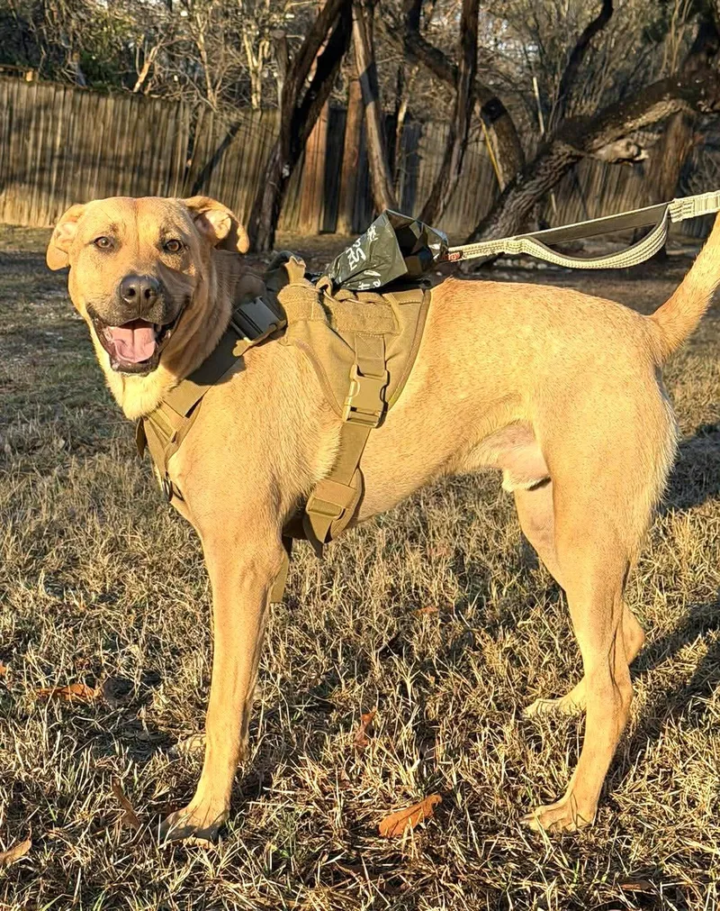 Van The Man! thumbnail 5