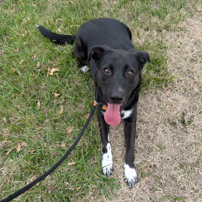 An adult medium-sized female Black Labrador Retriever dog named Christine for adoption in Emporia, KS