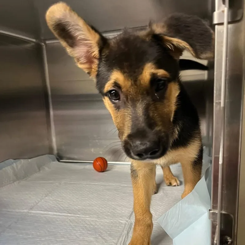 A baby small-sized male Black Mixed Breed dog named Ricky for adoption in Pauls Valley, OK