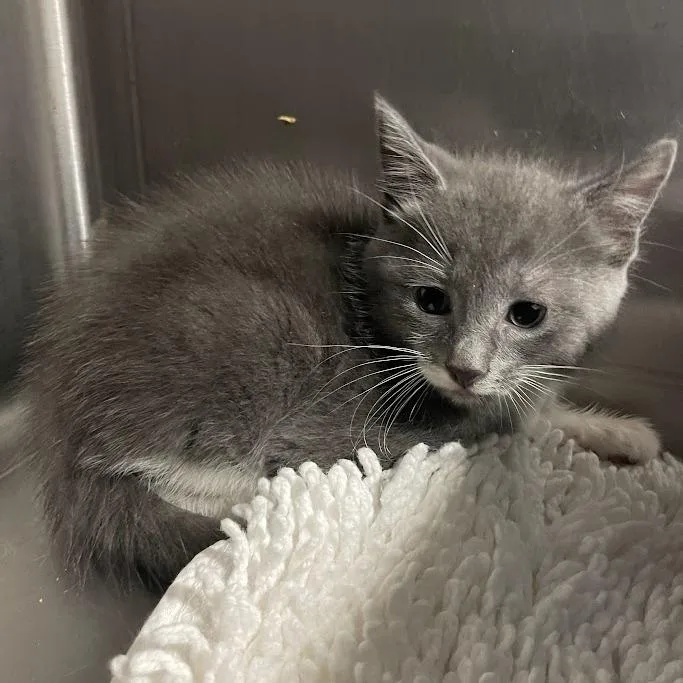 A baby small-sized female Gray / Blue / Silver Domestic Short Hair cat named Tobi for adoption in Port Charlotte, FL