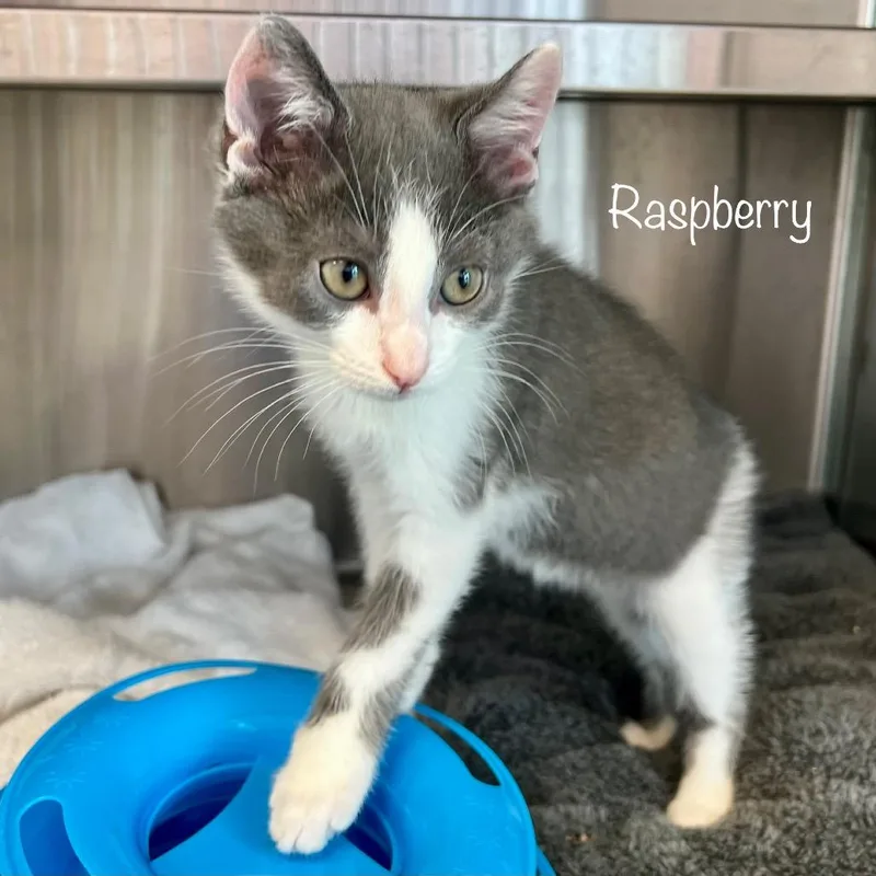 Raspberry thumbnail 2