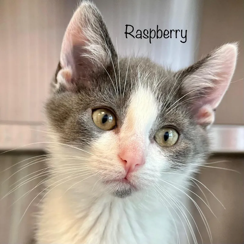 Raspberry thumbnail 5