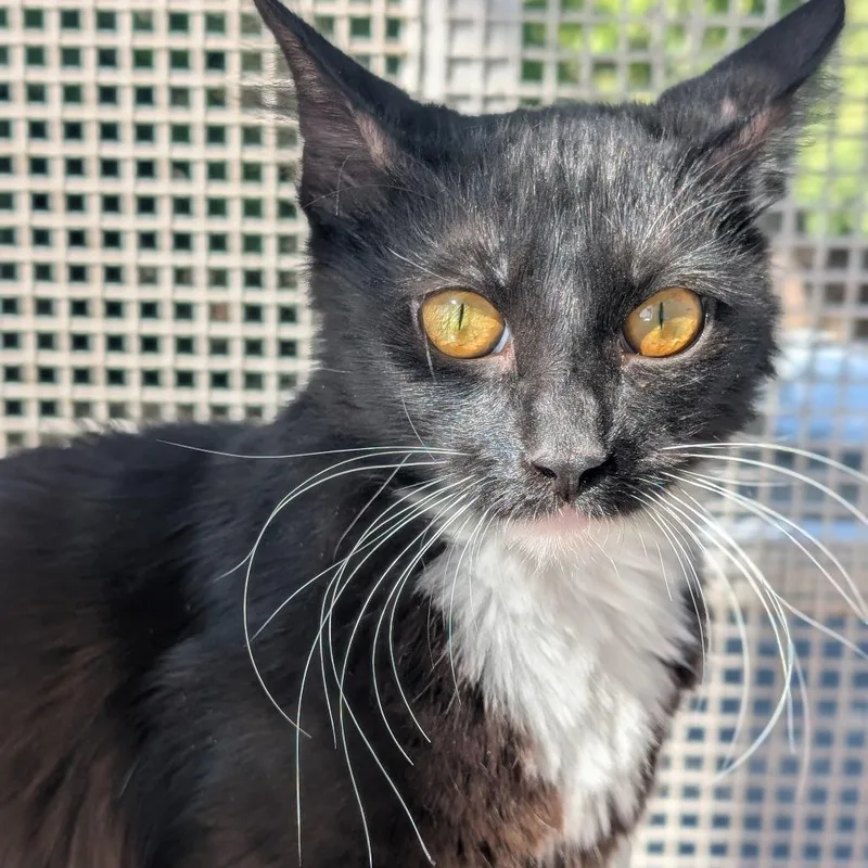 A young medium-sized female Black Domestic Medium Hair cat named Lani for adoption in Sonoma, CA