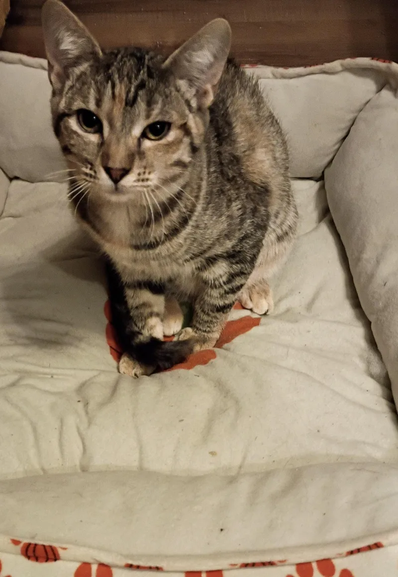 A young small-sized female Tabby cat named Mavis and Marmalade for adoption in Logan, UT