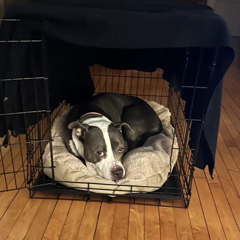 A senior medium-sized female White / Cream Pit Bull Terrier dog named Lady for adoption in Weimar, CA
