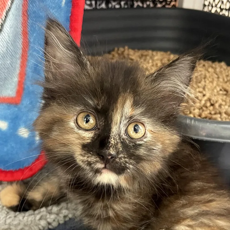 A baby small-sized female Tortoiseshell Domestic Medium Hair cat named Louise for adoption in Chicago, IL
